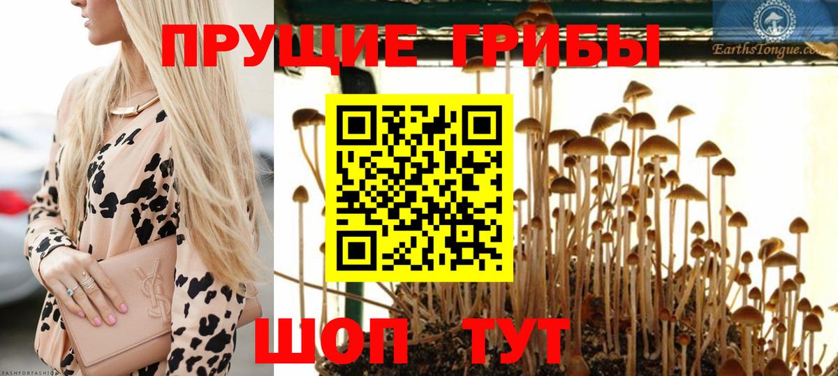 Псилоцибиновые грибы GOLDEN TEACHER Армавир